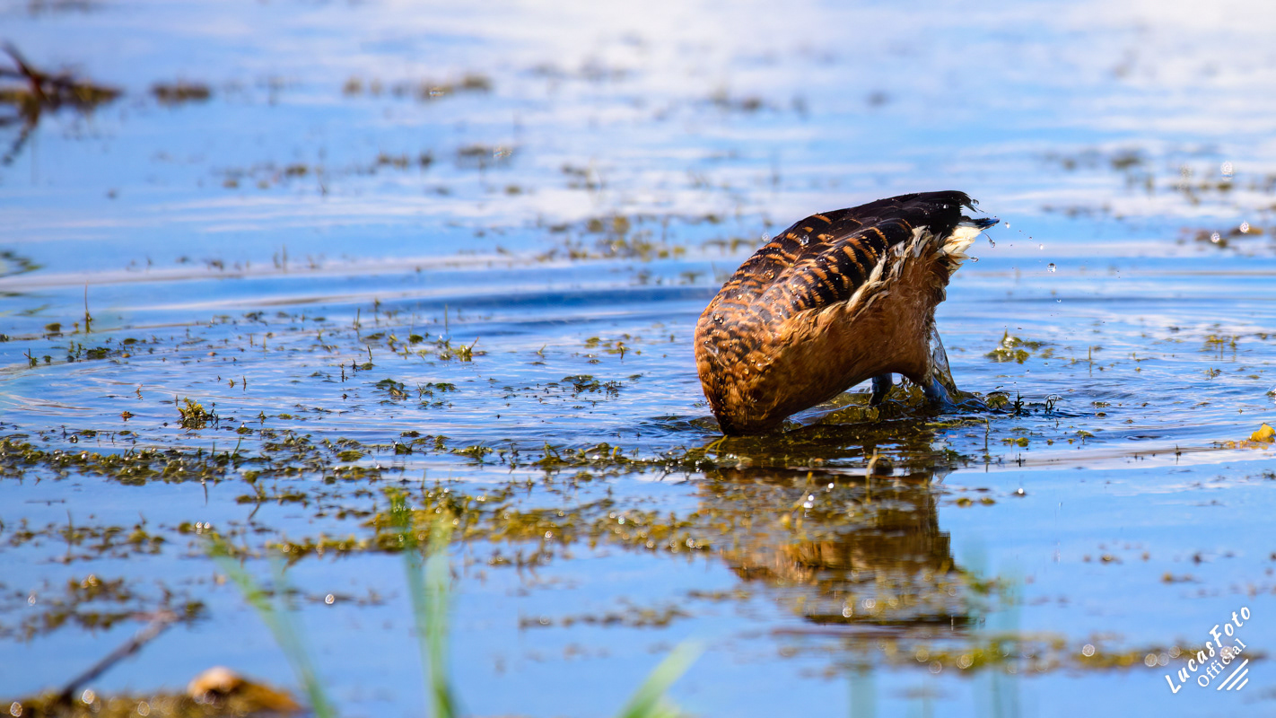 Fulvous Whistling-Duck