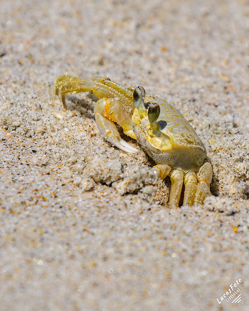 Ghost Crab