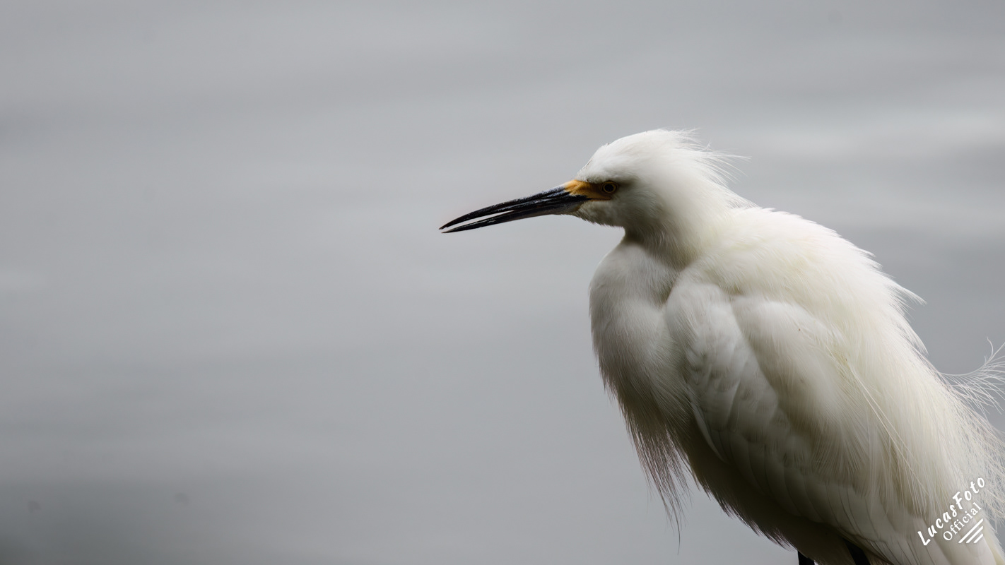 Snowy Egret