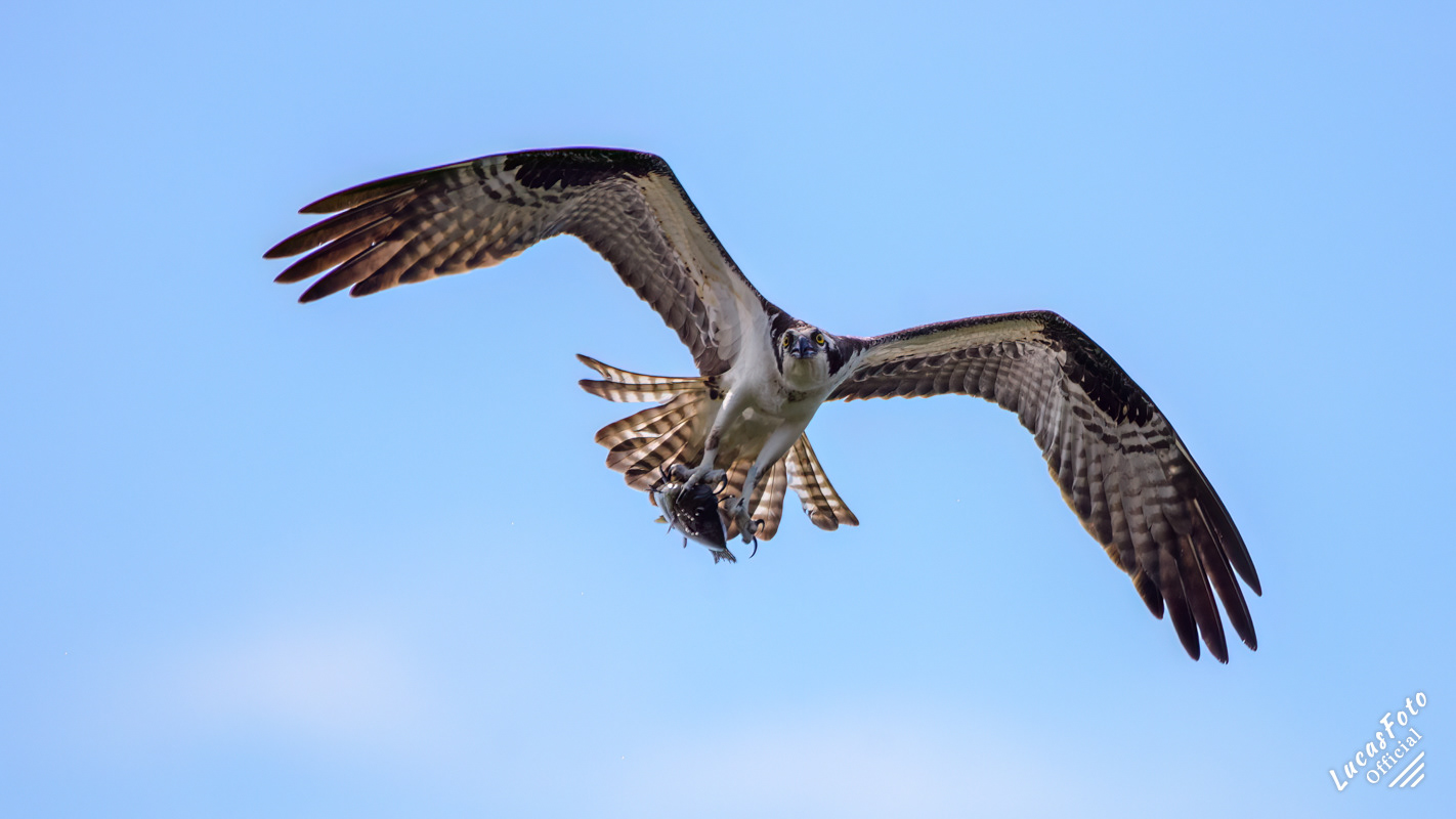Osprey