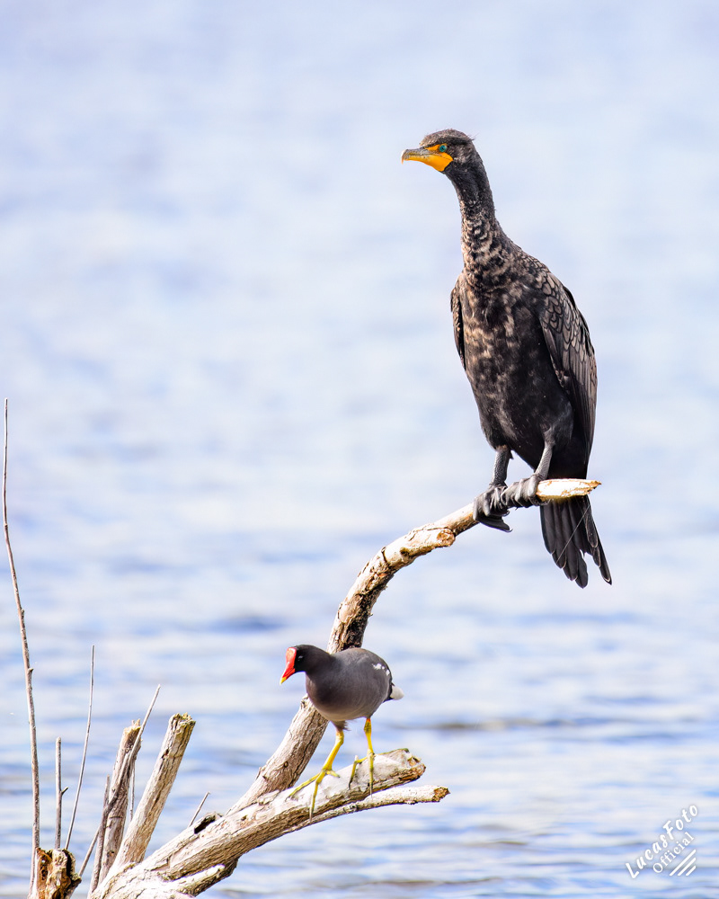 Common Gallinule / Double-crested Cormorant