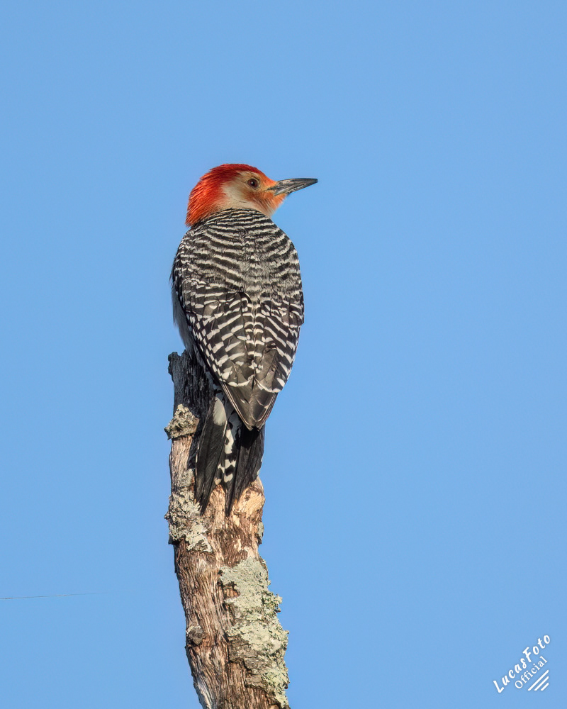 Red-bellied Woodpecker