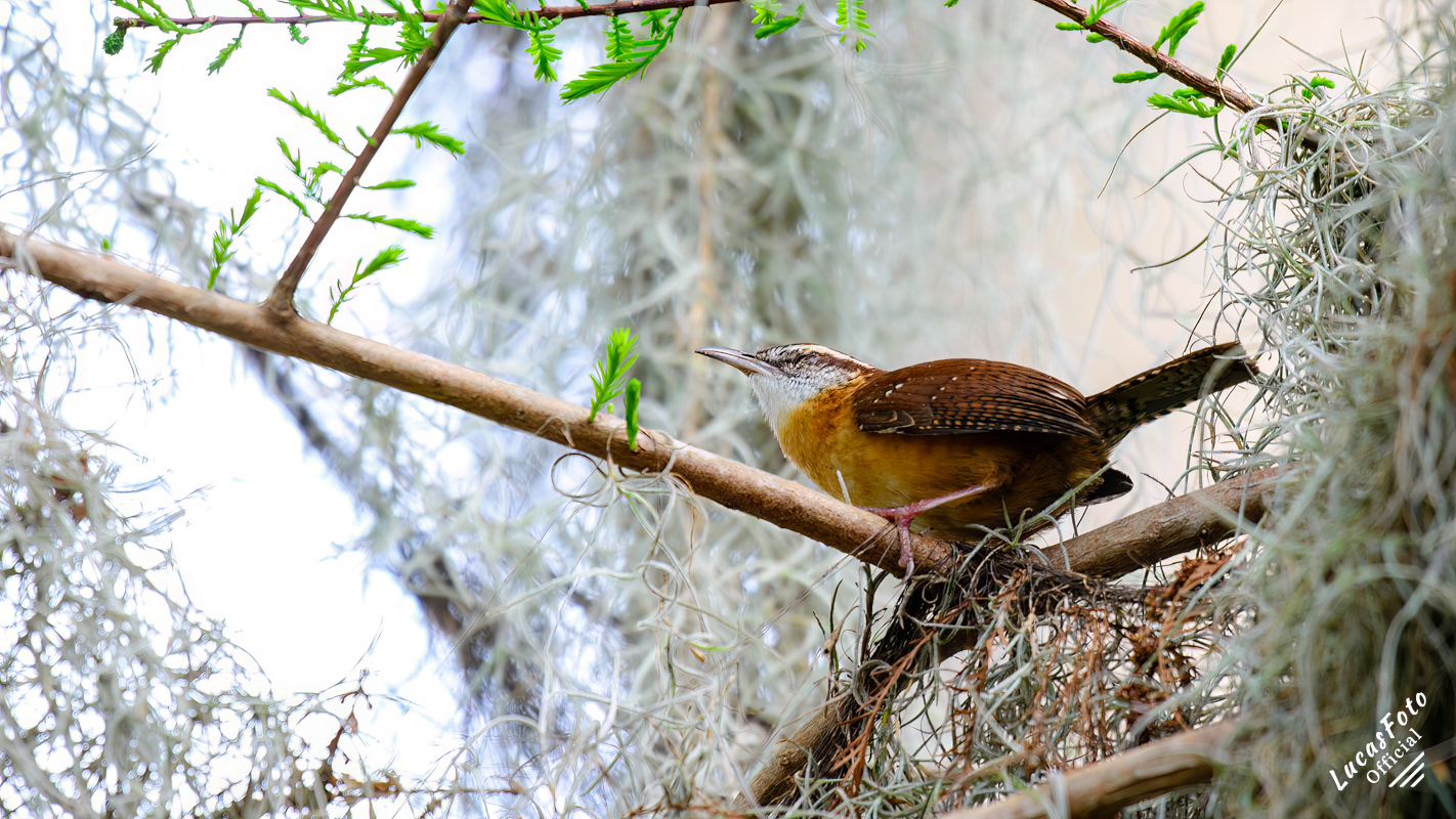Carolina Wren
