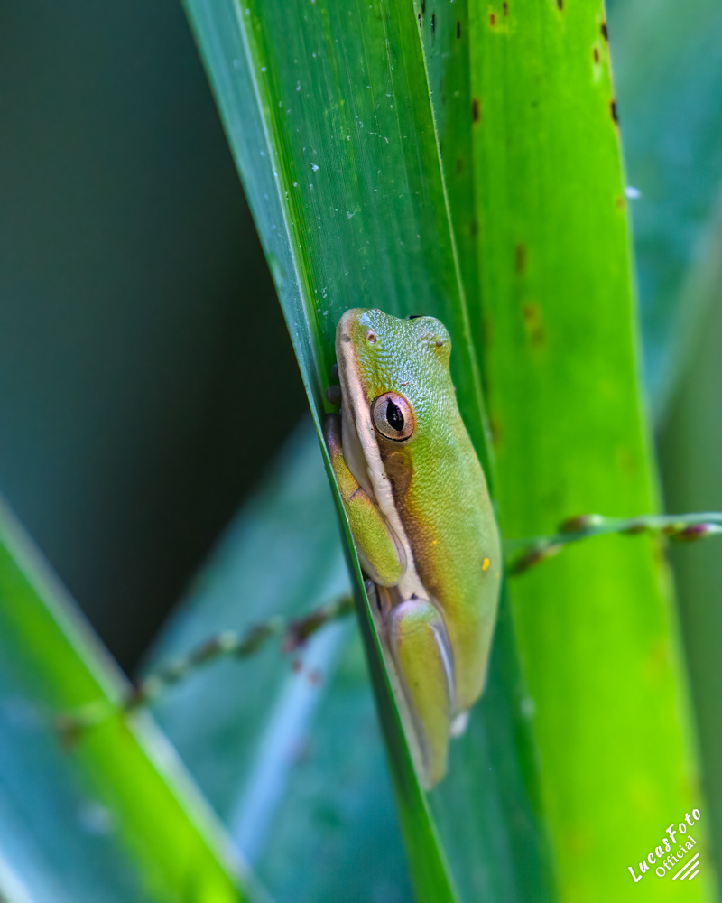 Green Treefrog