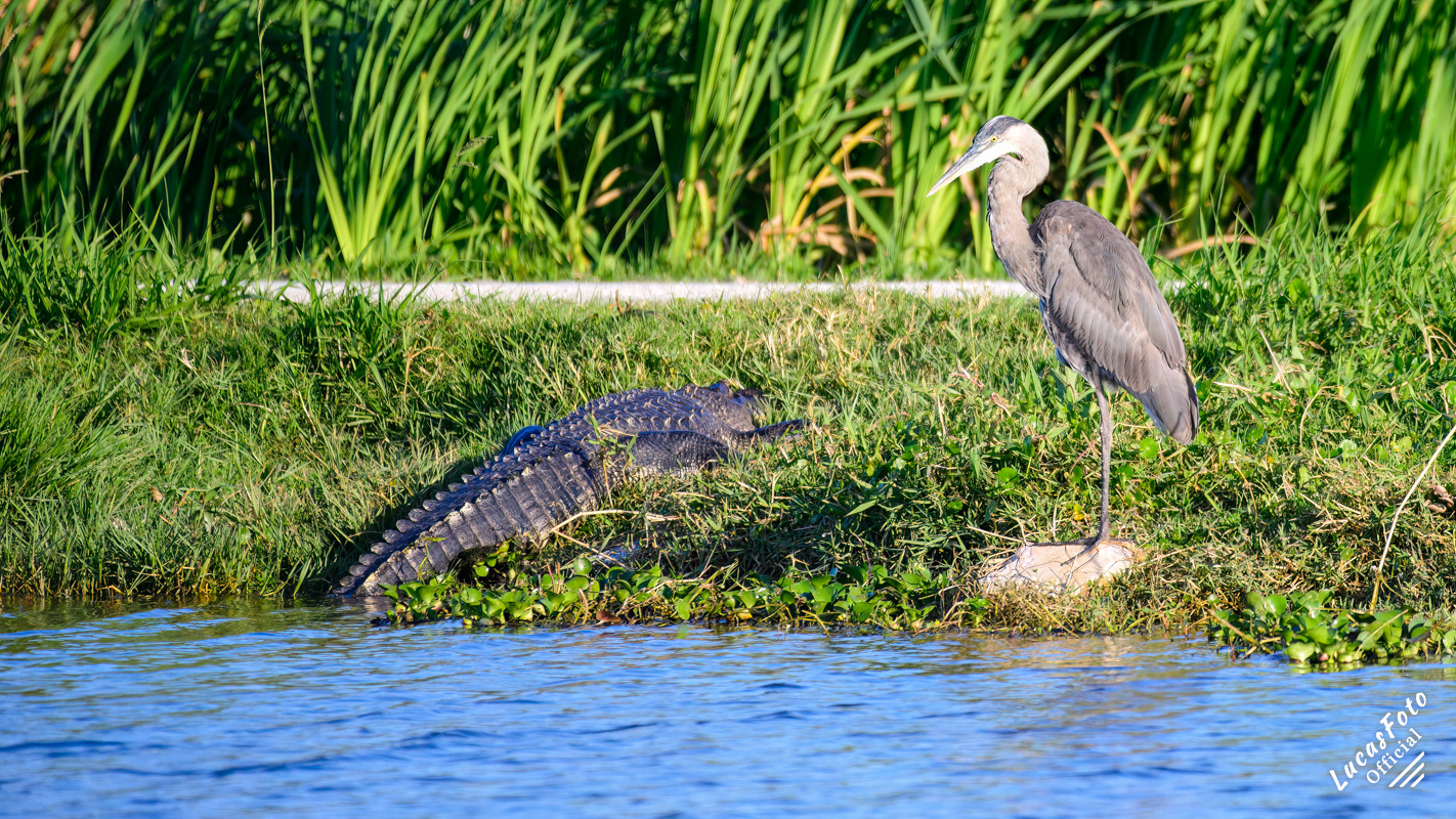 Alligator / Great Blue Heron