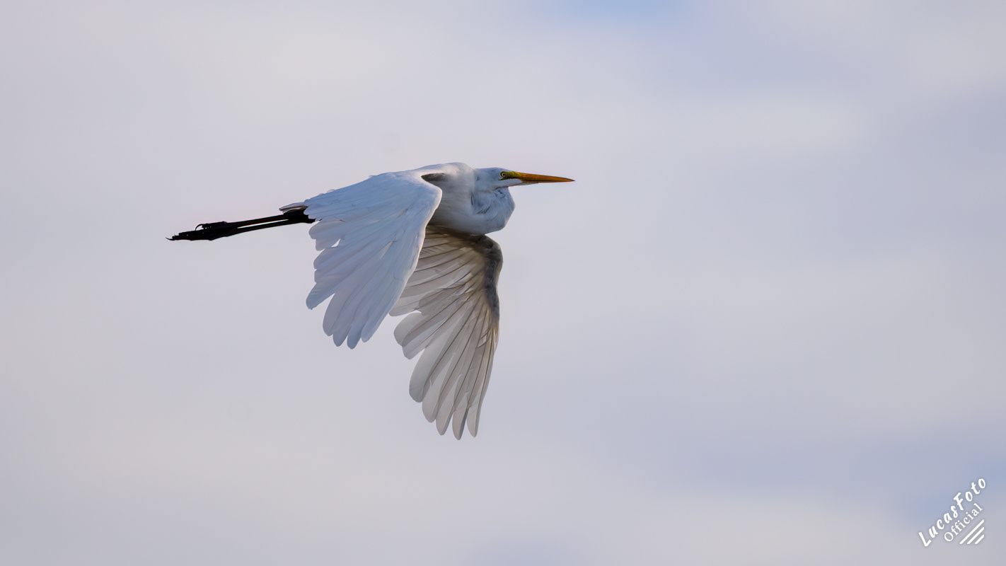 Great Egret