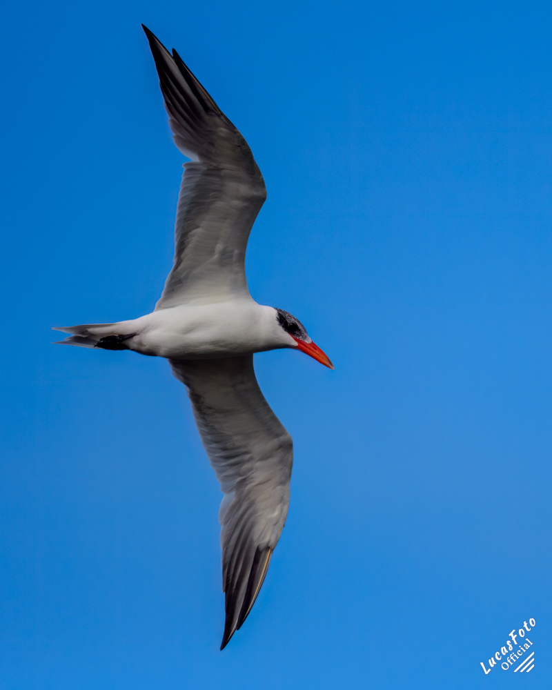 Caspian Tern