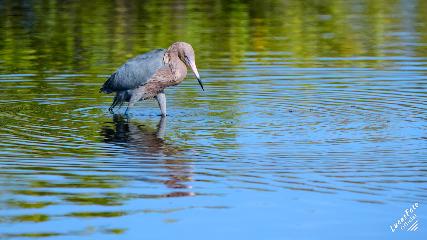 Reddish Egret