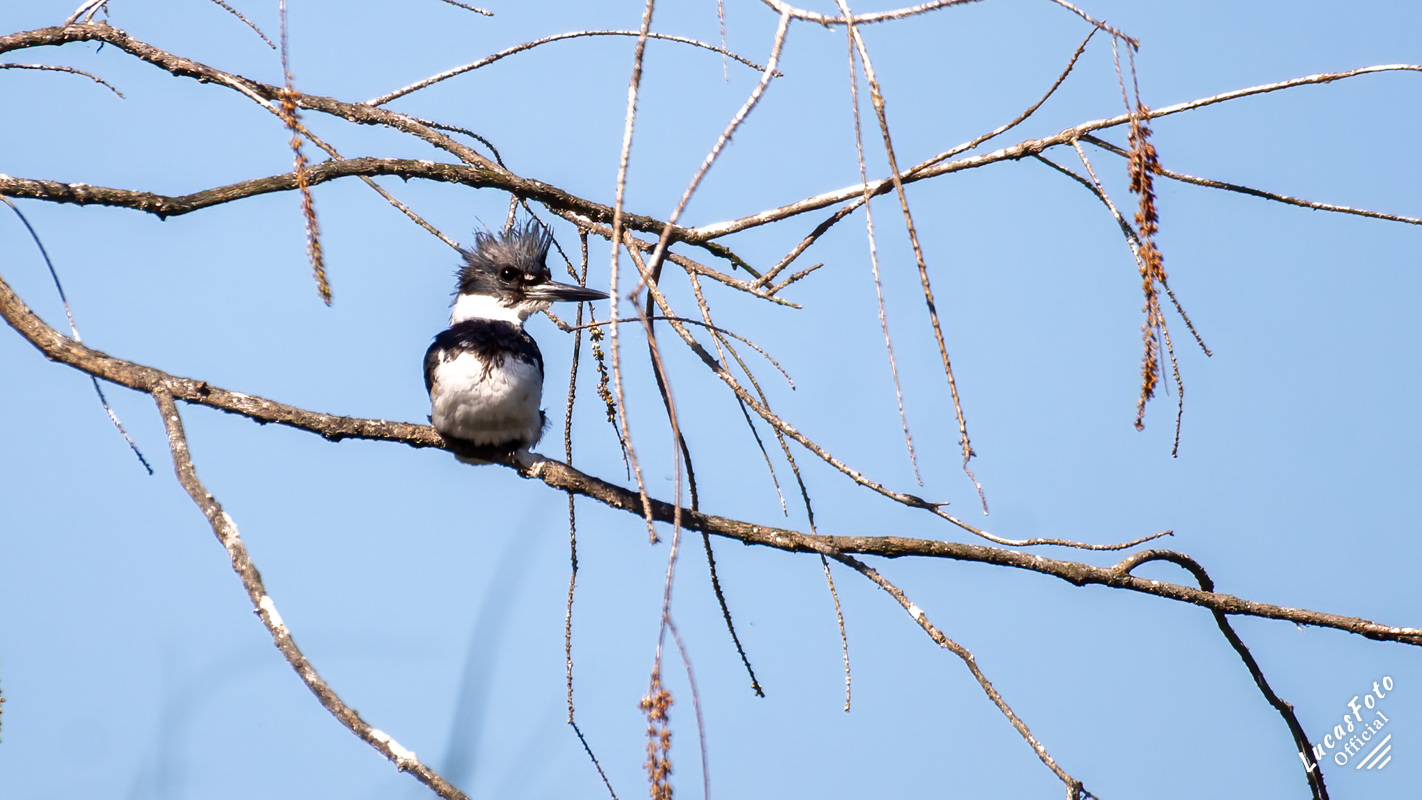 Belted Kingfisher