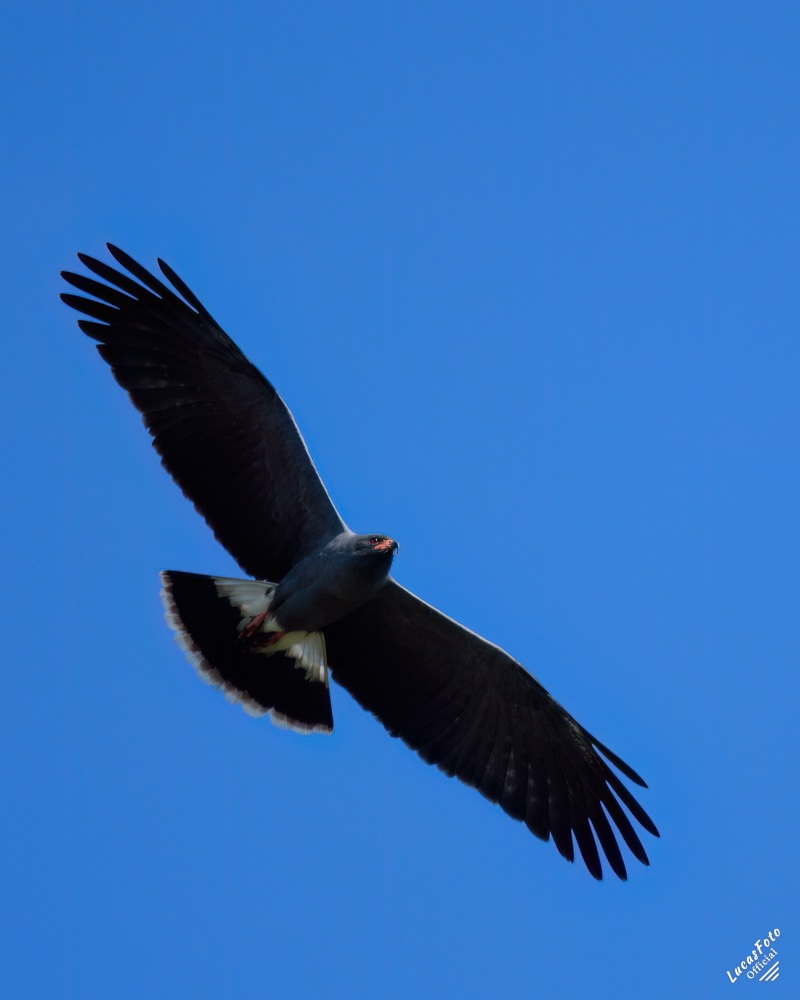 Snail Kite