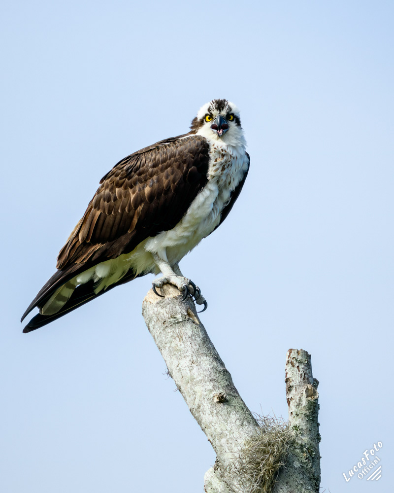 Osprey