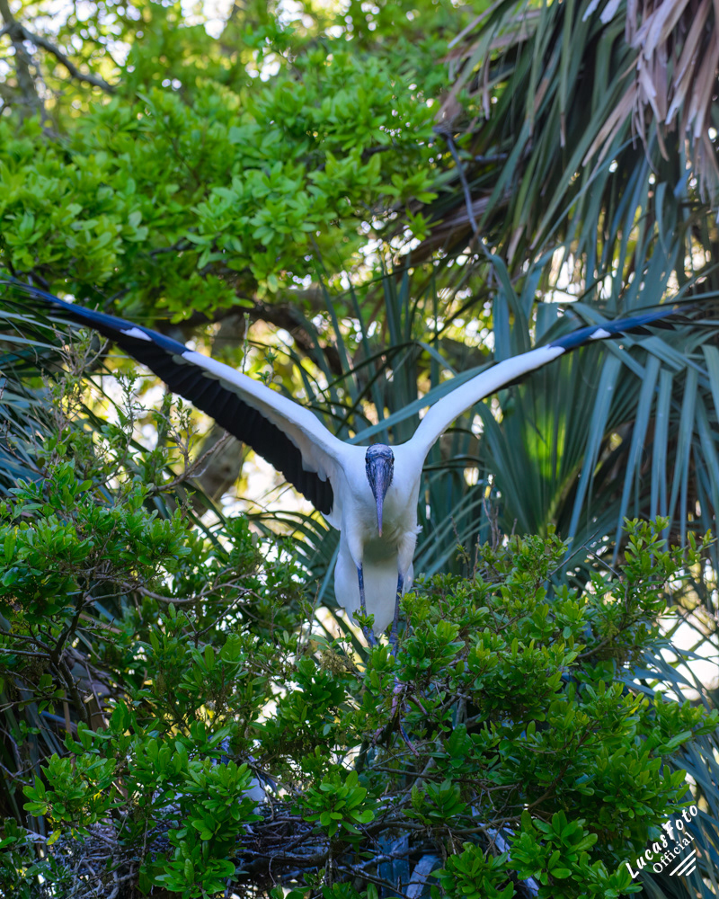 Wood Stork