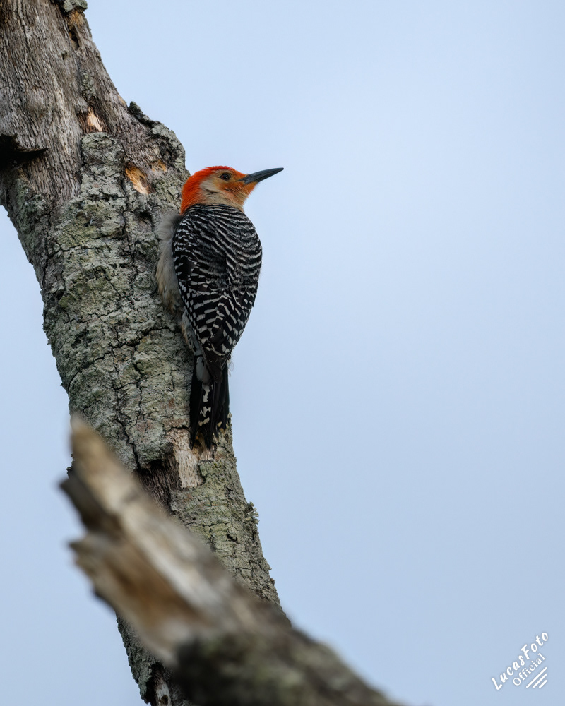 Red-bellied Woodpecker