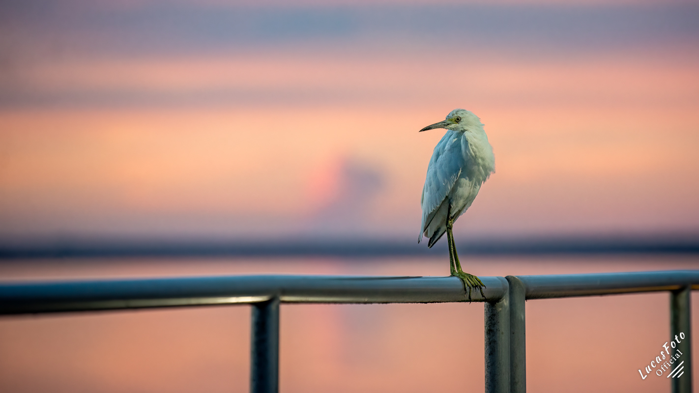 Juvenile Little Blue Heron