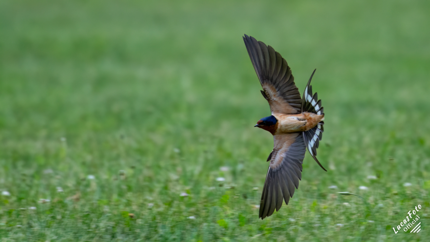 Barn Swallow