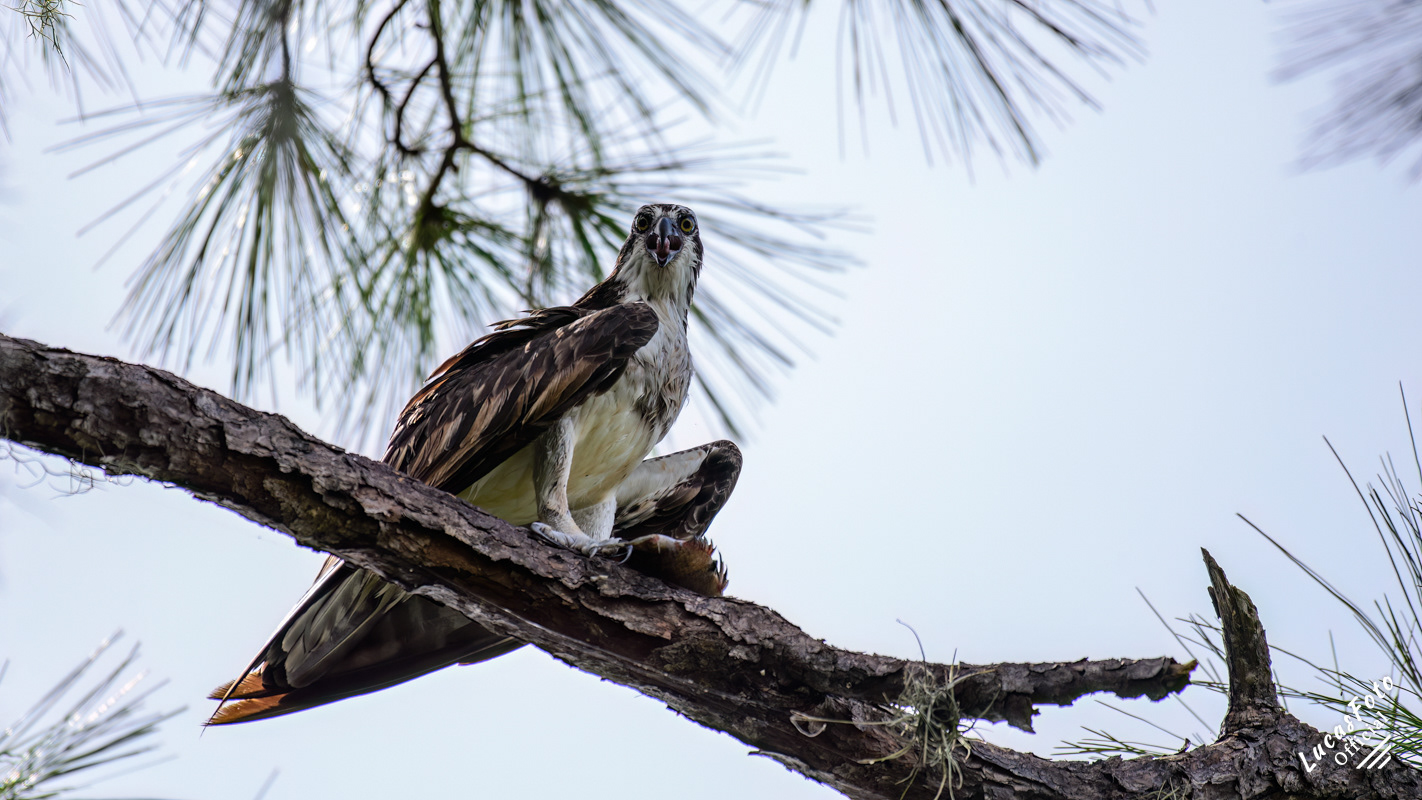 Osprey