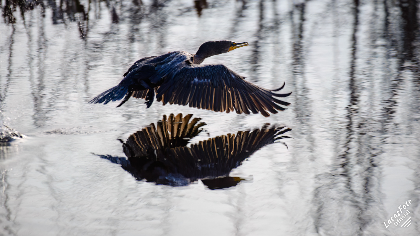 Double-crested Cormorant