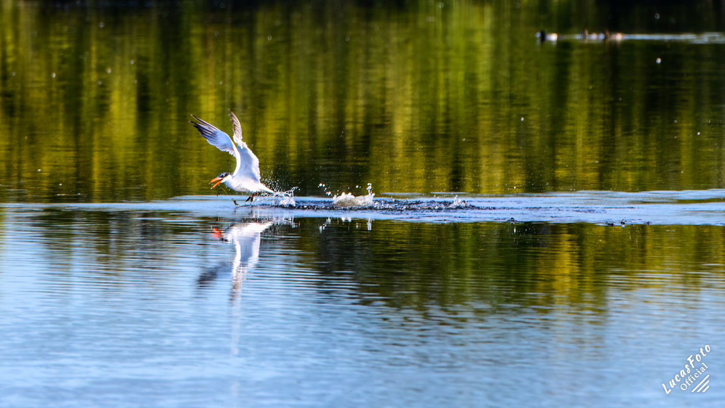 Caspian Tern