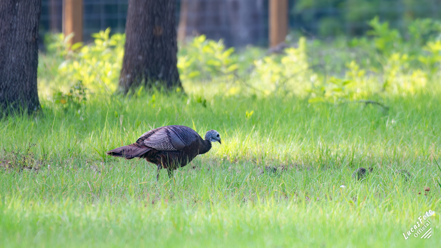 Eastern Wild Turkey