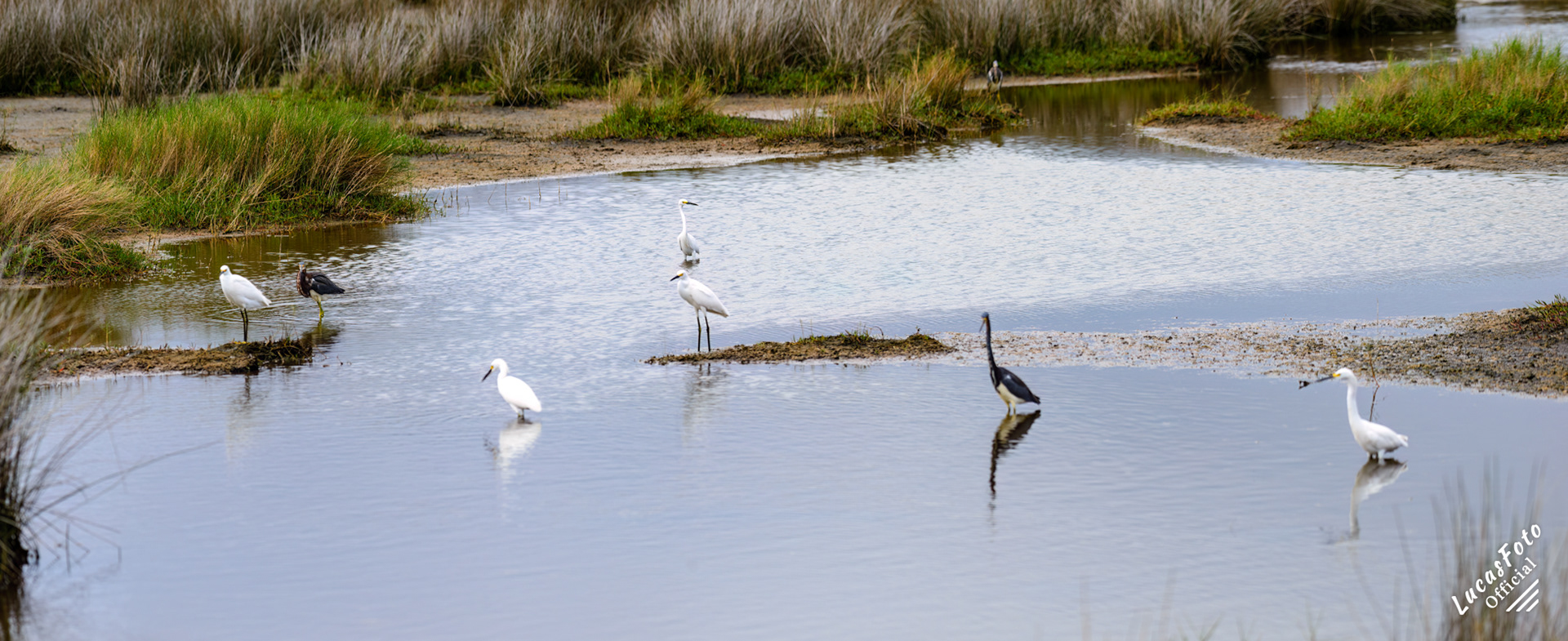 Snowy Egret / Tricolored Heron