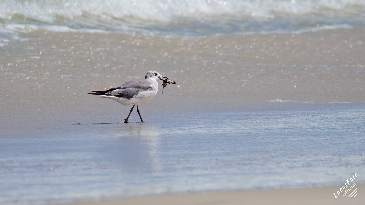Laughing Gull