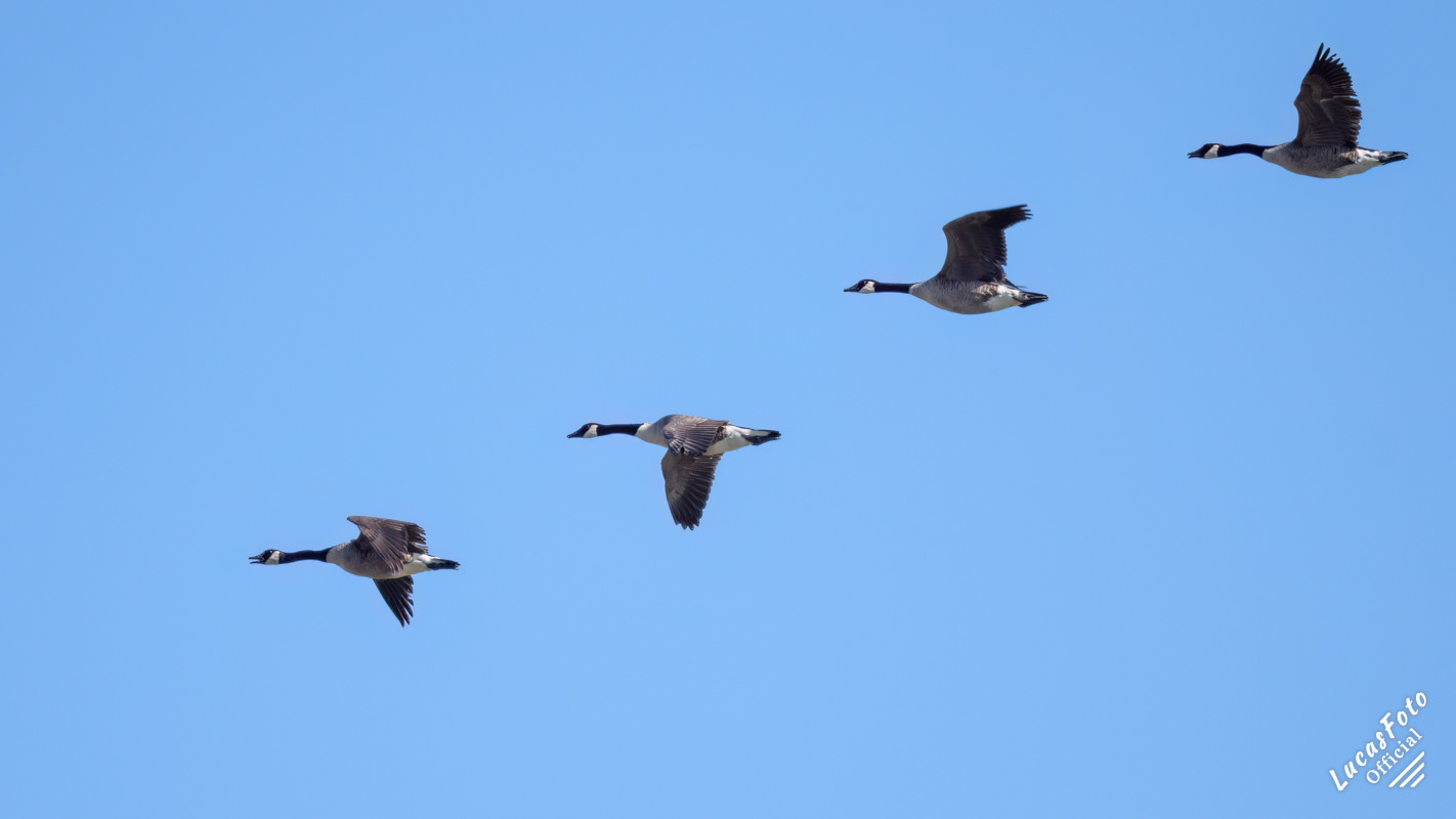 Canada Goose