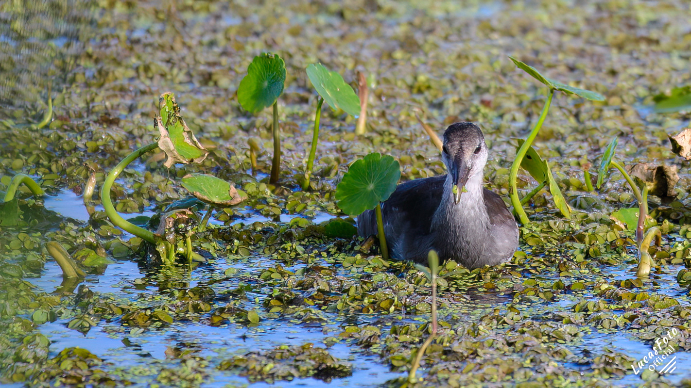 Common Gallinule