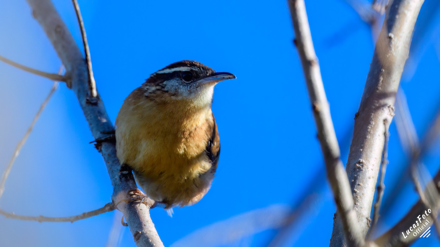 Carolina Wren