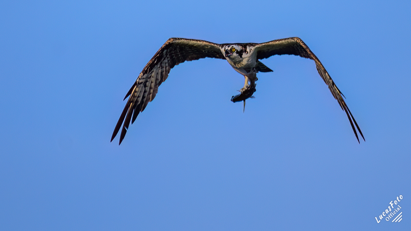 Osprey