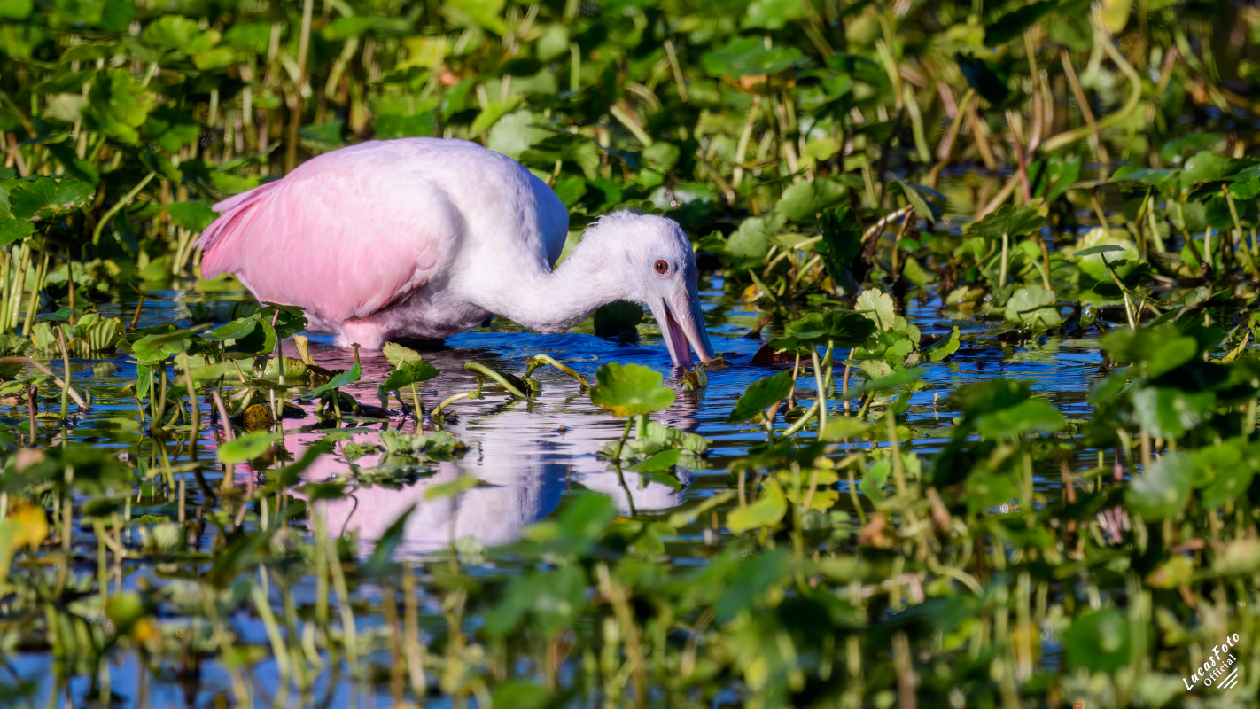 Roseate Spoonbill