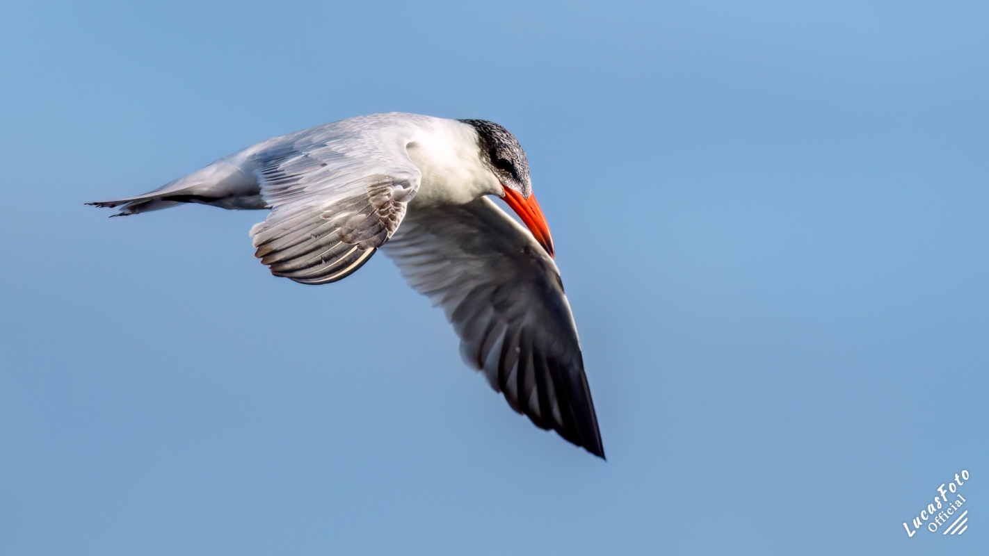 Caspian Tern