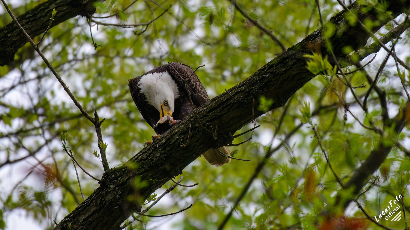 Bald Eagle