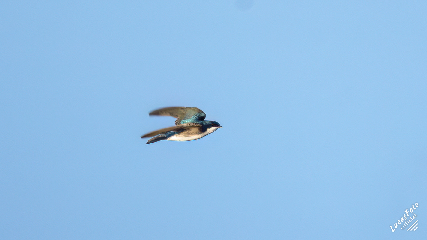 Tree Swallow