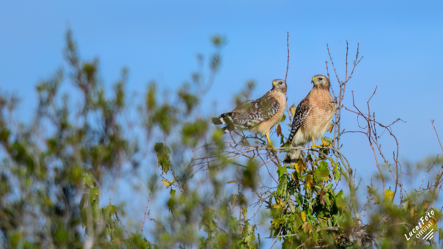 Red-shouldered Hawk