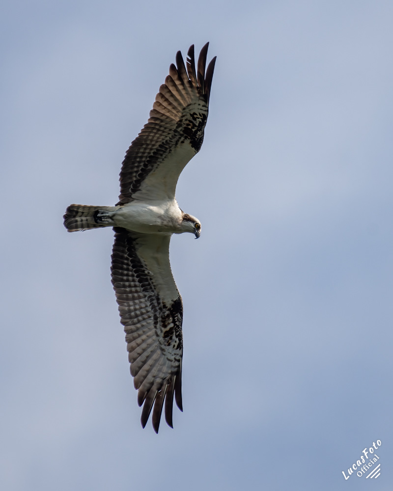 Osprey