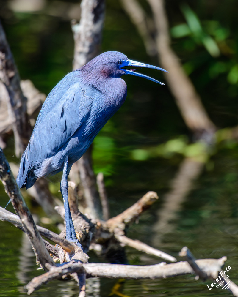 Little Blue Heron
