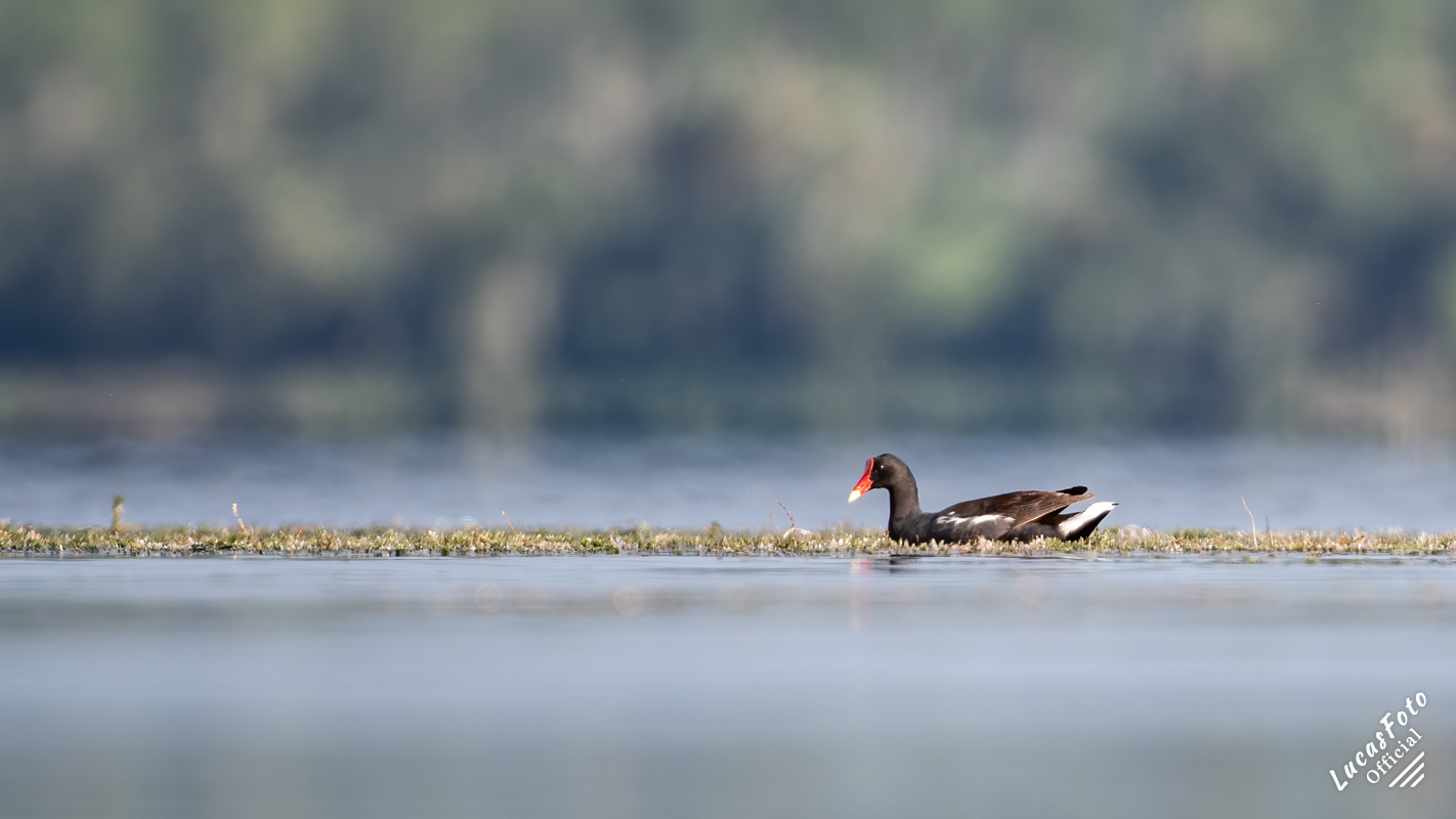 Common Gallinule