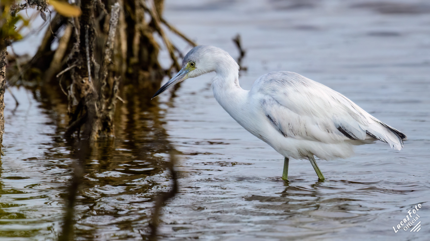Juvenile Little Blue Heron