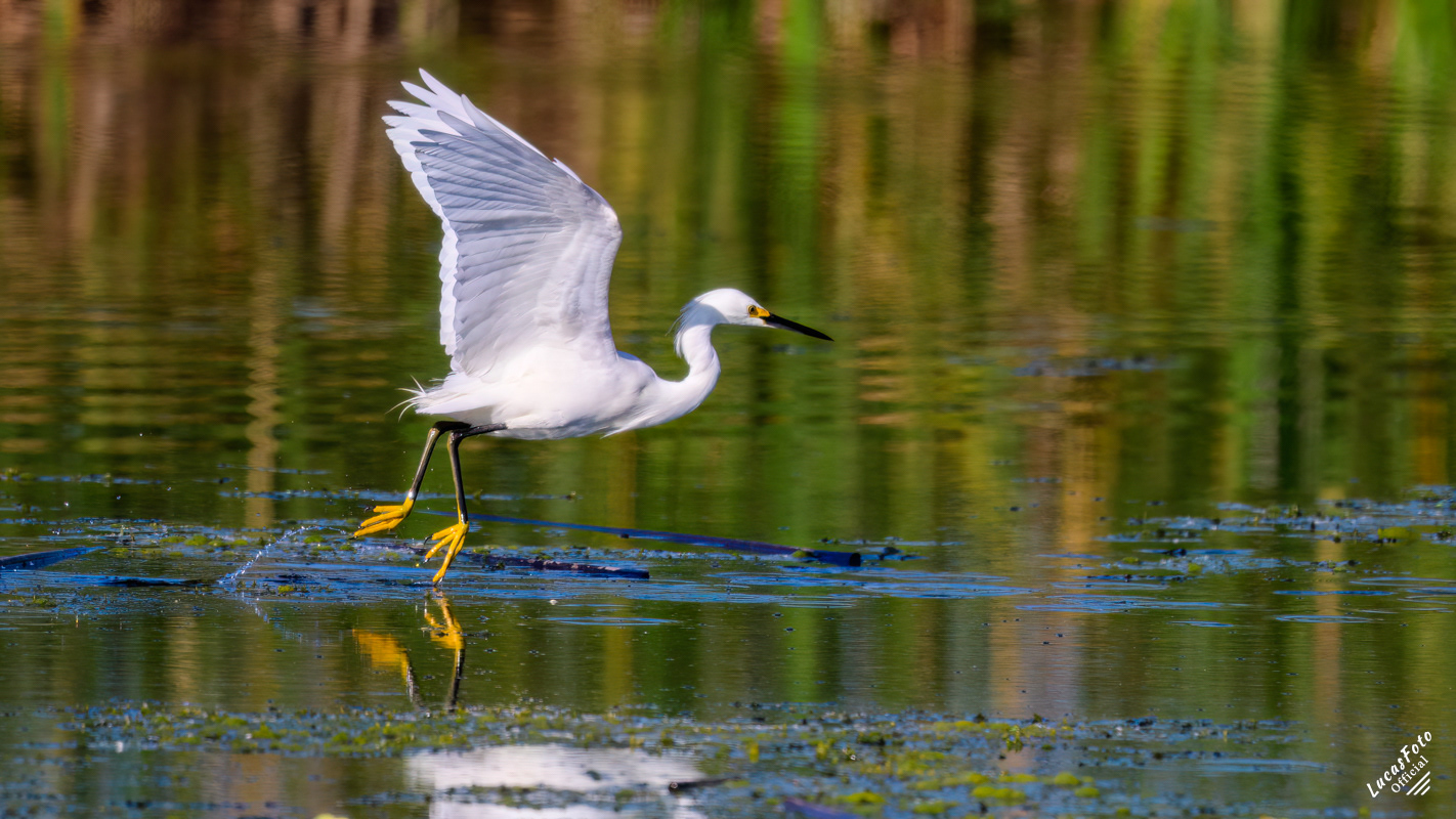 Snowy Egret