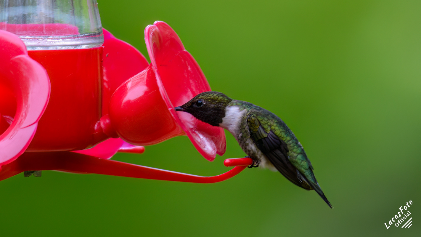 Ruby-throated Hummingbird