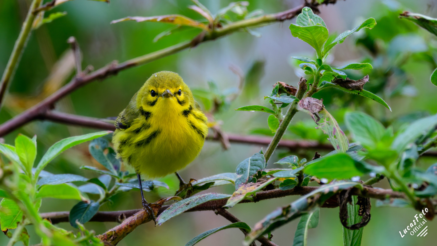 Prairie Warbler