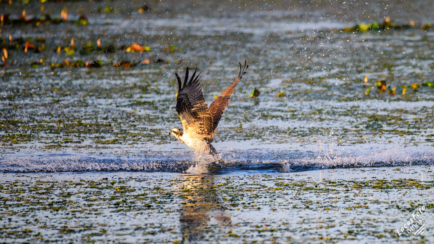 Osprey