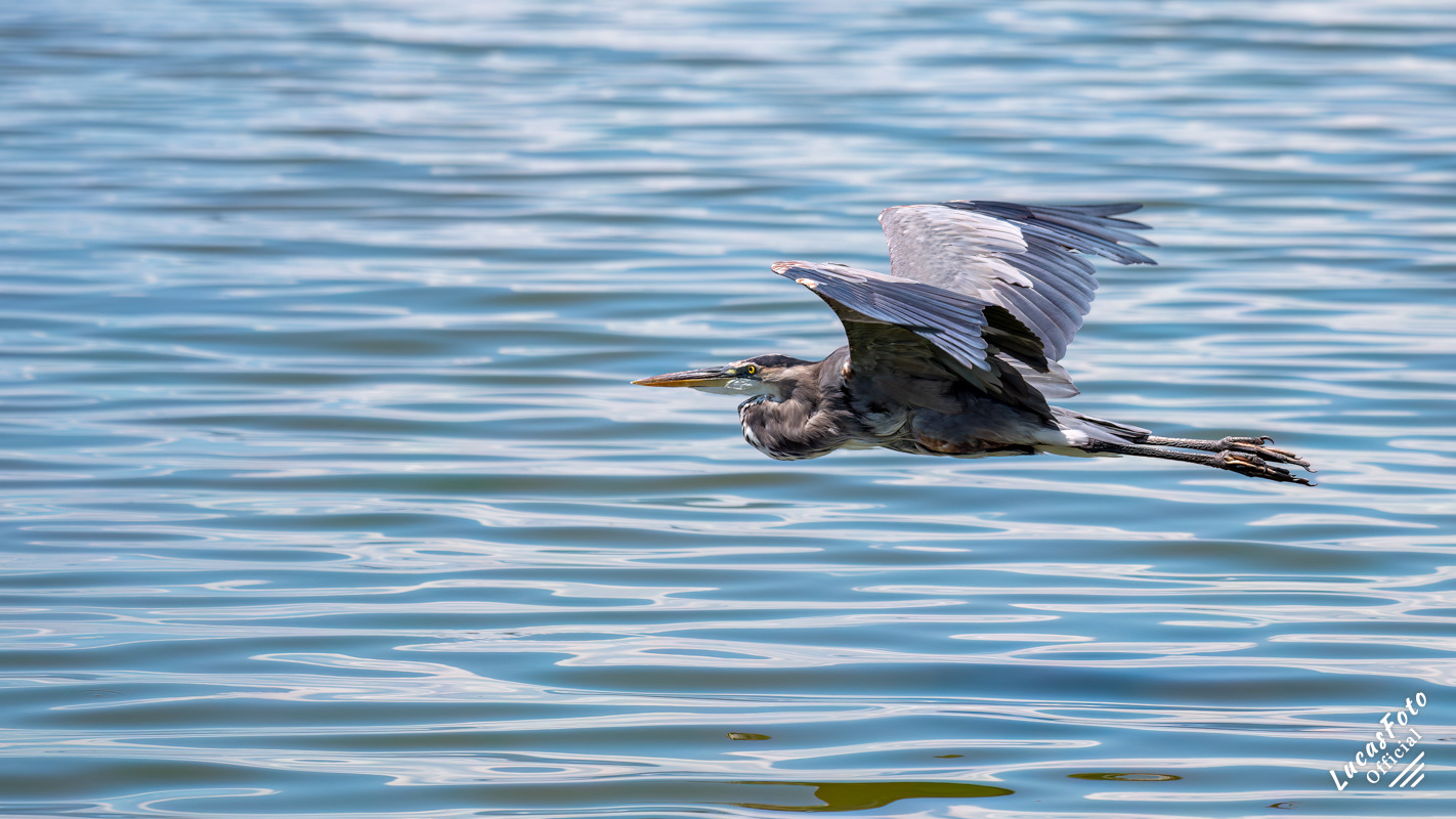 Great Blue Heron