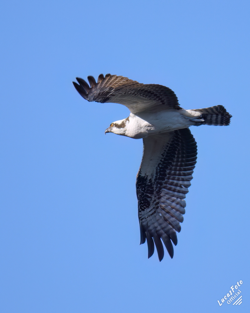 Osprey