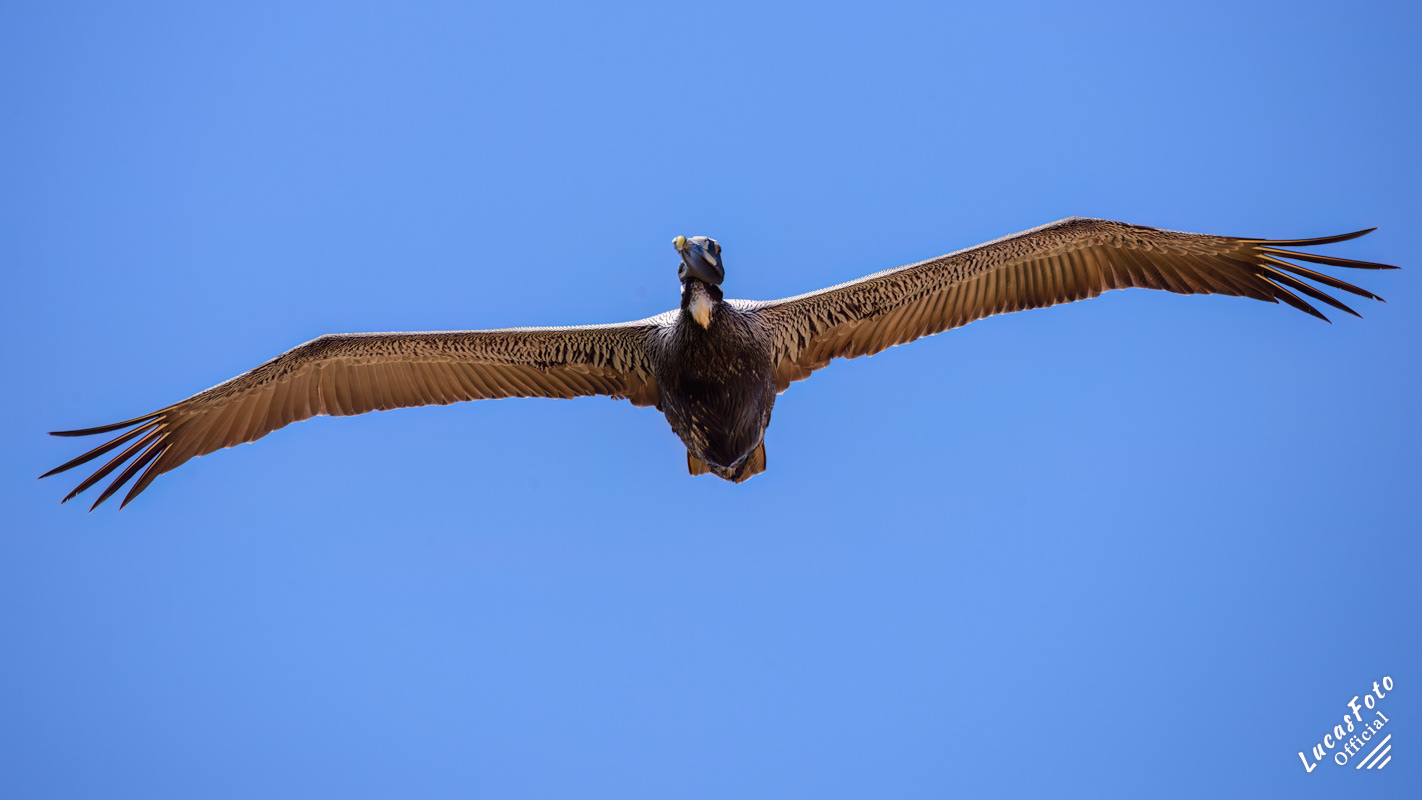 Brown Pelican