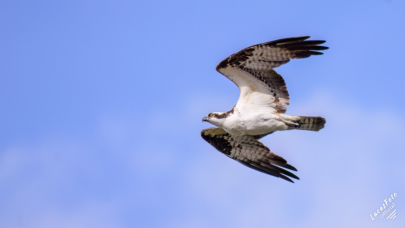 Osprey
