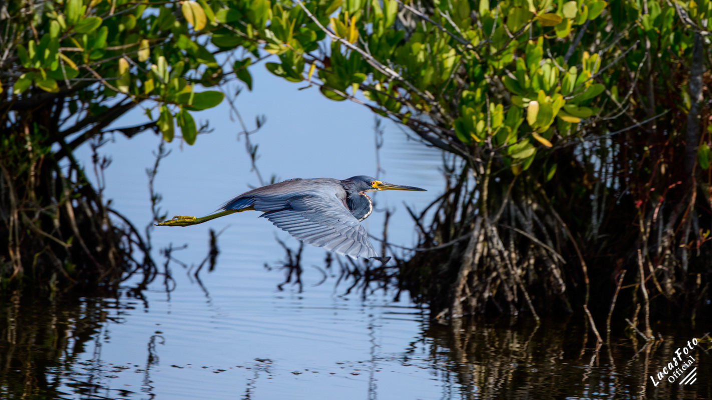 Tricolored Heron