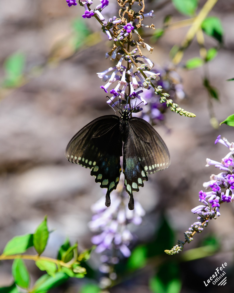 Spicebush Swallowtail