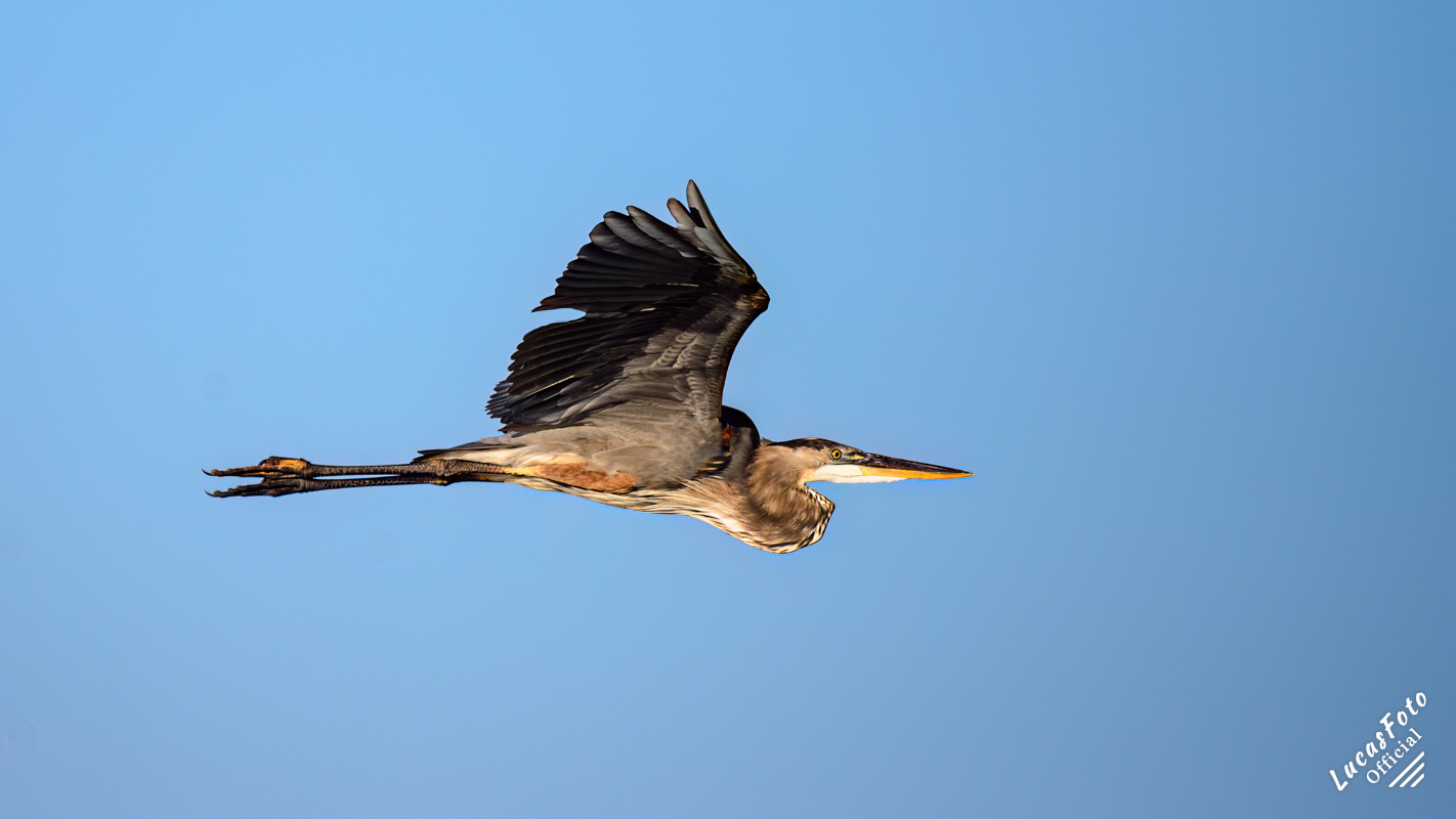 Great Blue Heron