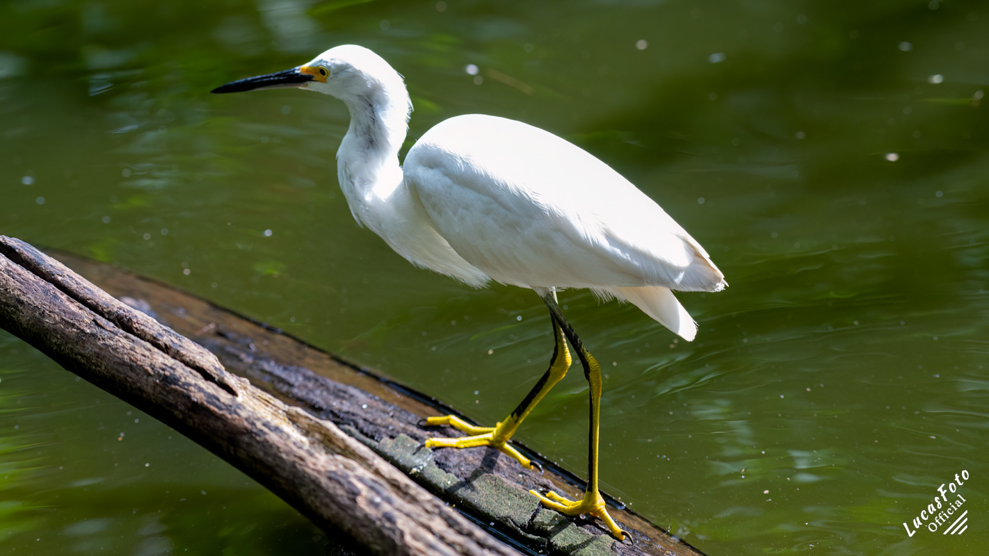 Snowy Egret